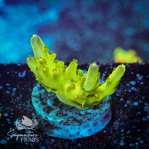 Northern Lights Acropora WYSIWYG frag 2