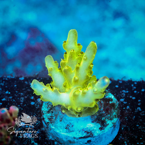 Northern Lights Acropora WYSIWYG frag 3