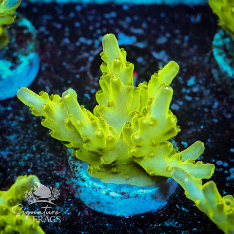 Northern Lights Acropora WYSIWYG frag 4