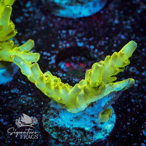 Northern Lights Acropora WYSIWYG frag 5