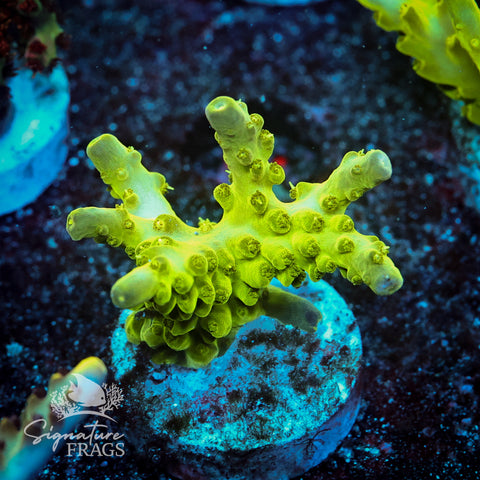 Northern Lights Acropora WYSIWYG frag 6