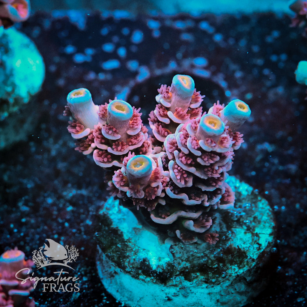 Orange tip Pinky Acropora WYSIWYG frag 1