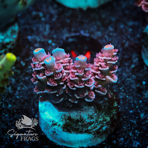 Orange tip Pinky Acropora WYSIWYG frag 2