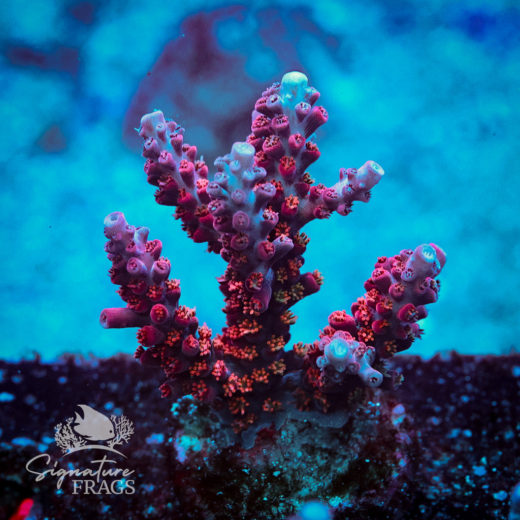 Party Popper Acropora WYSIWYG frag 4