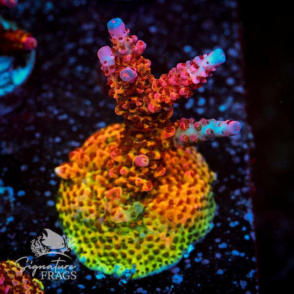 PC Rainbow Acropora WYSIWYG frag 1