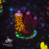 Frag 4