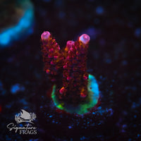 Frag 5