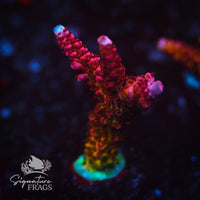 Frag 6