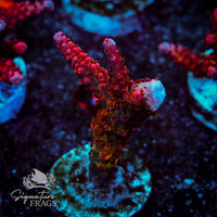 Frag 7