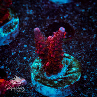 Frag 8