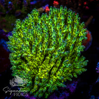 Pearl Berry Acropora Coral