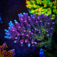 Pink Coralite Table Acropora Coral