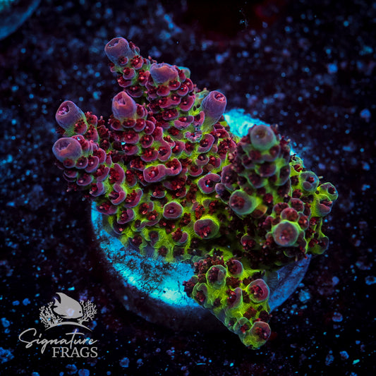 Pink Coralite Table Acropora WYSIWYG frag 1