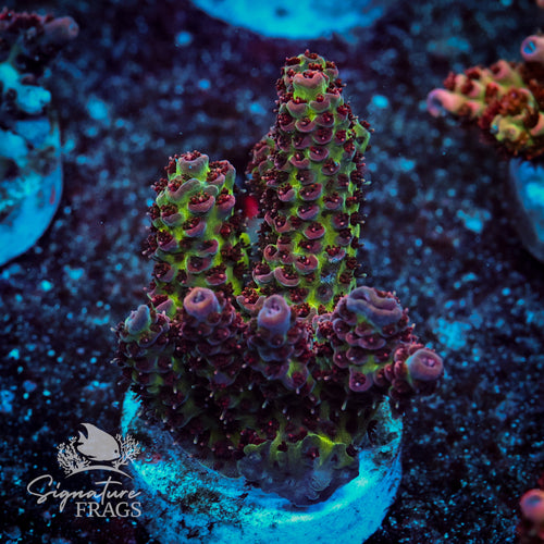 Pink Coralite Table Acropora WYSIWYG frag 2