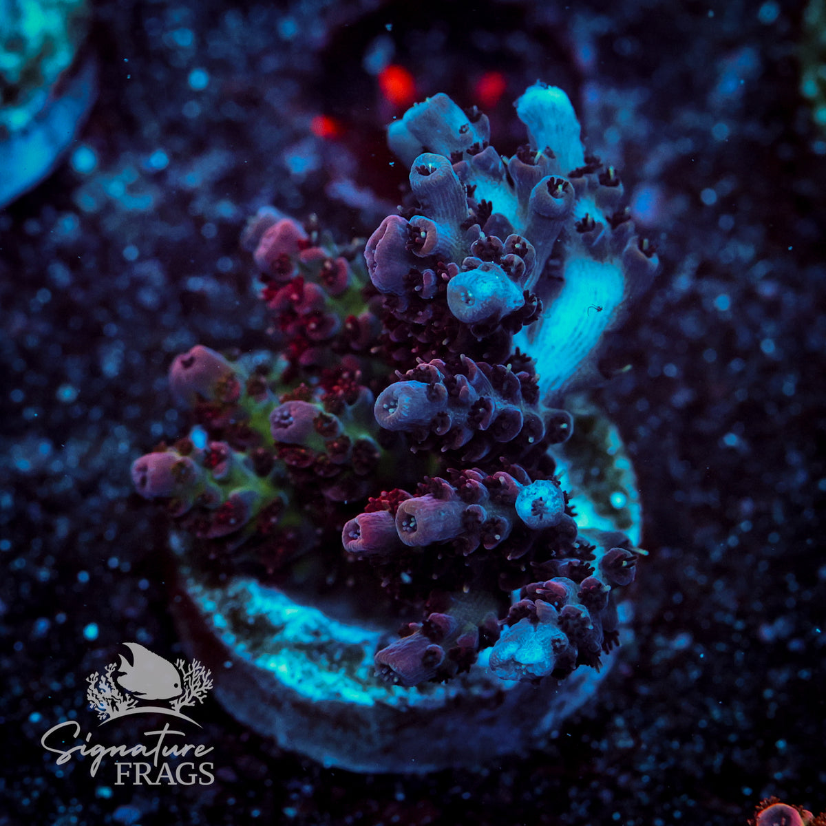 Pink Coralite Table