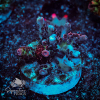 Frag 6