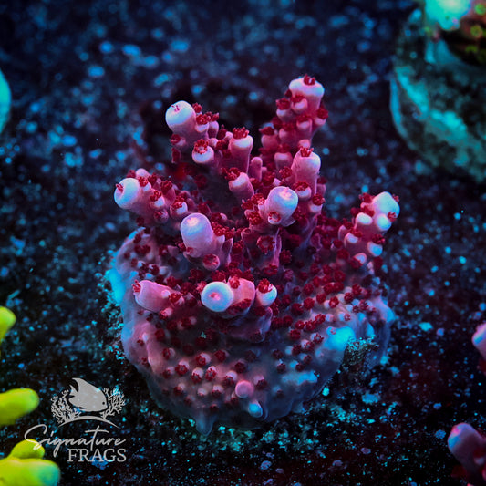 Pink Donei Acropora WYSIWYG frag 1