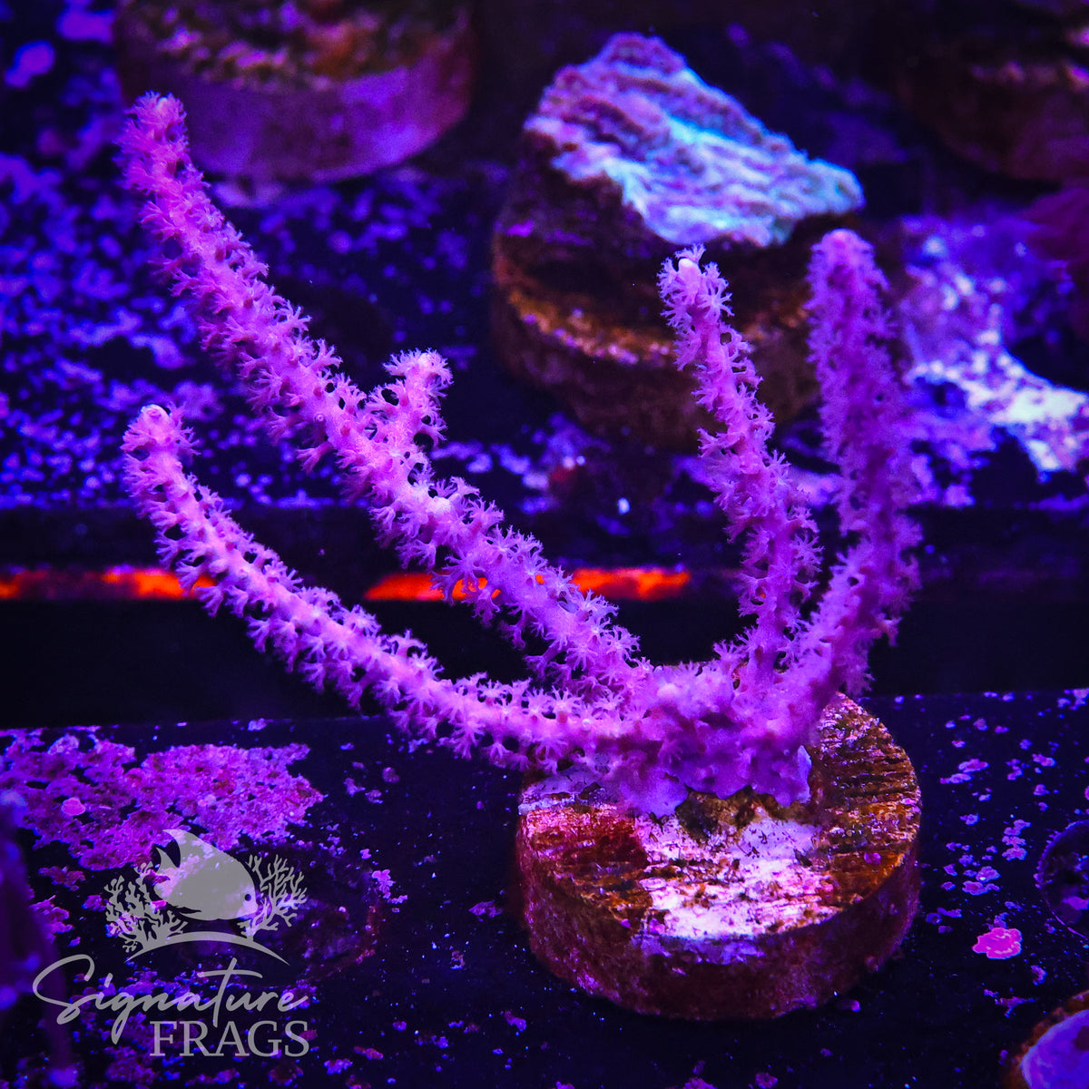 Pink Gorgonian