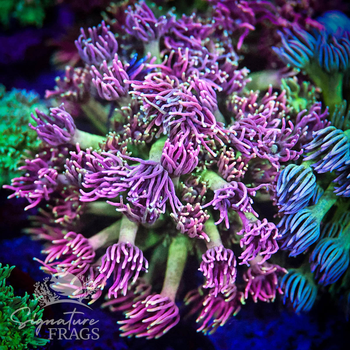 Pink Green Rainbow Goni