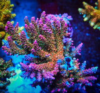 Pink Panther Acropora Coral