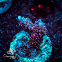 Frag 10