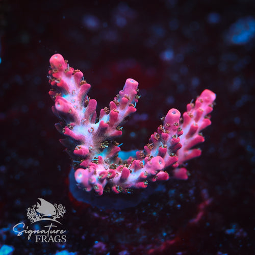 Pink Panther WYSIWYG Frag 2