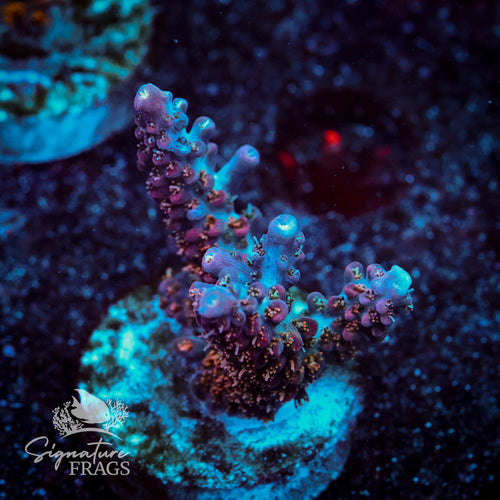 Pink Panther Acropora WYSIWYG frag 2
