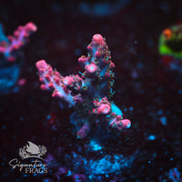 Frag 5