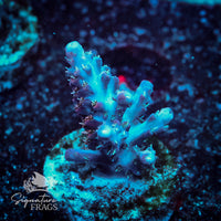 Frag 5