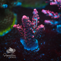 Frag 6
