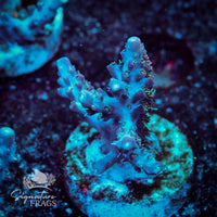 Frag 7