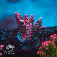 Frag 8