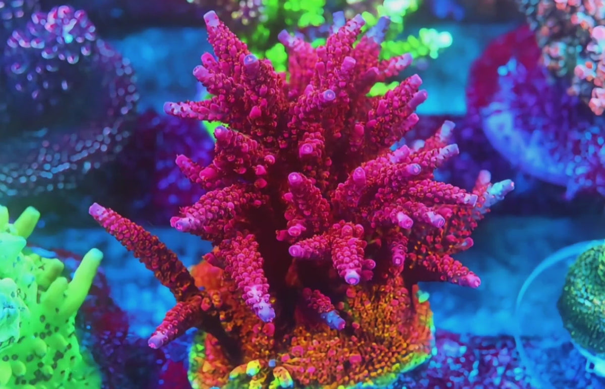 PC Rainbow Acropora coral video