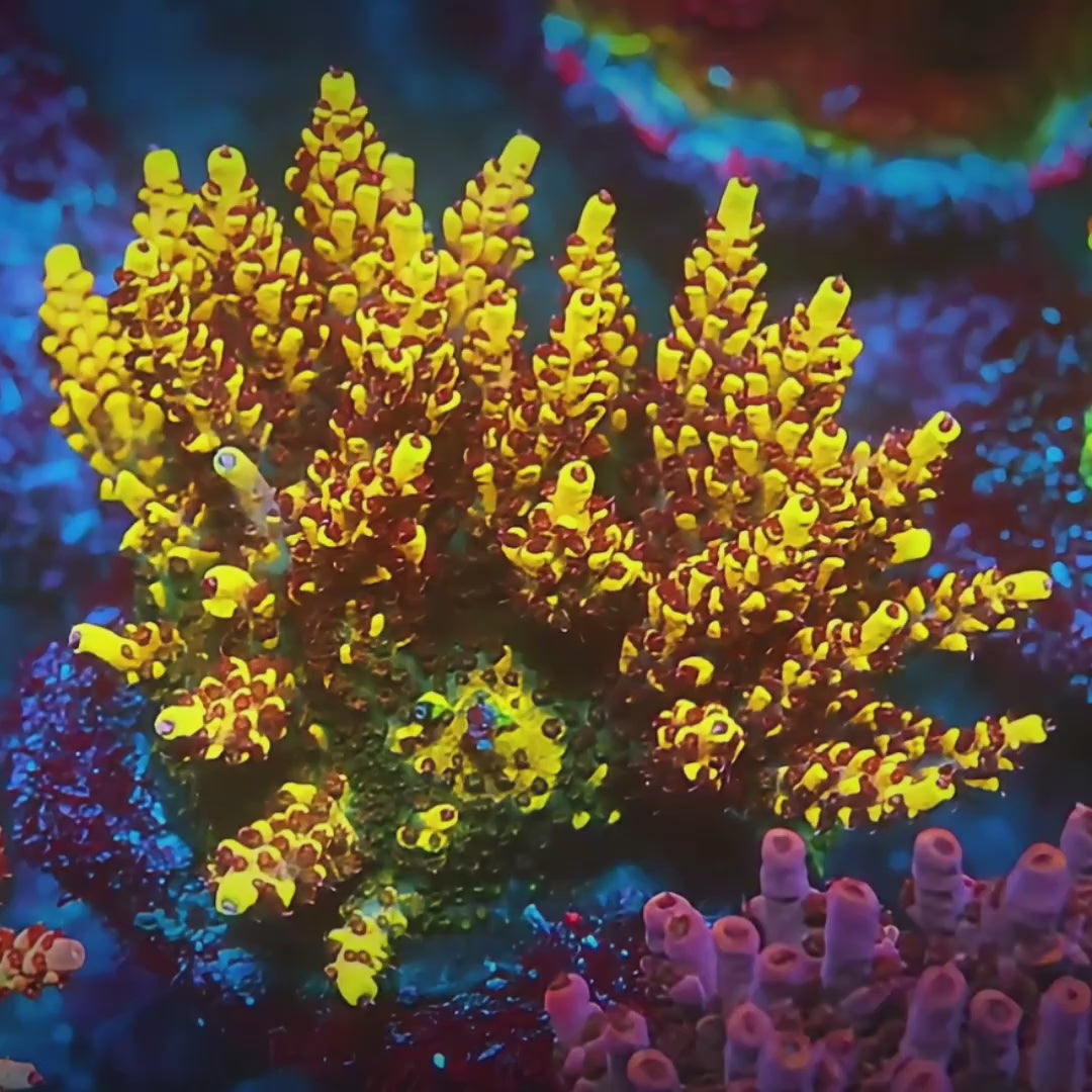 Super Yellow Pikachu Acropora coral video