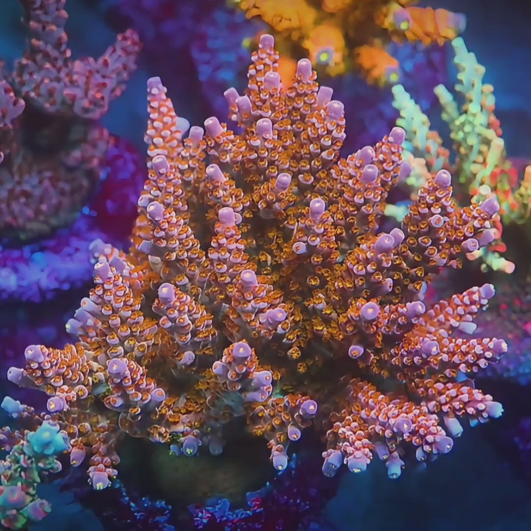 R66 Merlin Staff Acropora coral video