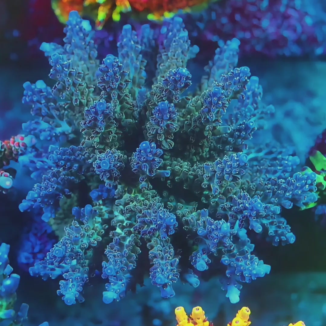 Blue Nasuta Acropora coral video