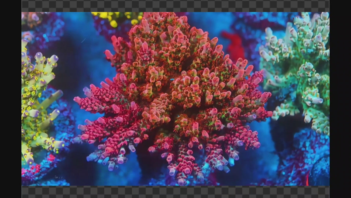 Prime Acropora coral video