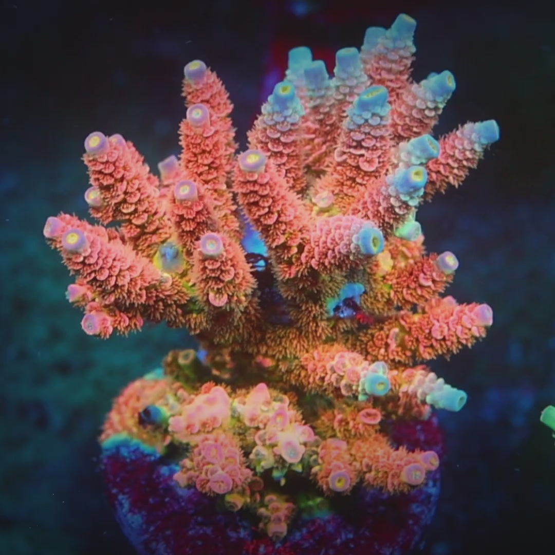 Disney Jr. Acropora coral video