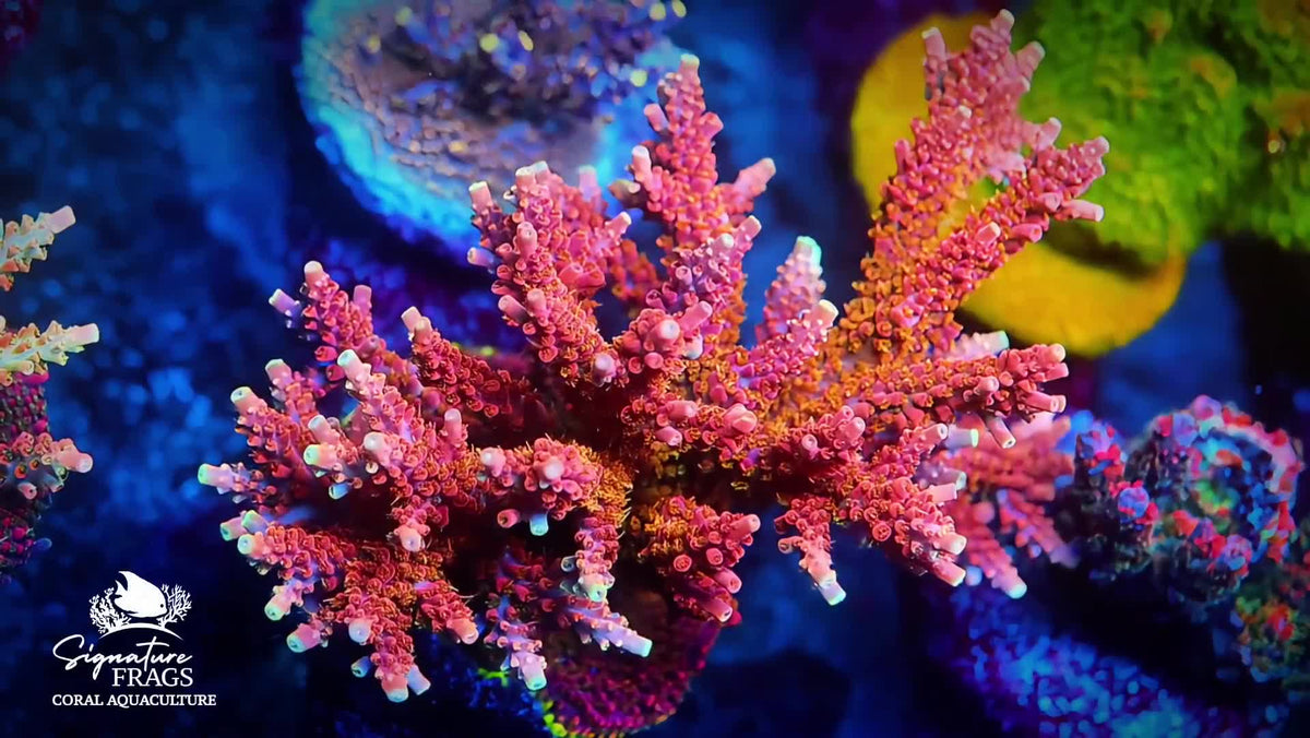 CC Voodoo Magik Acropora coral video