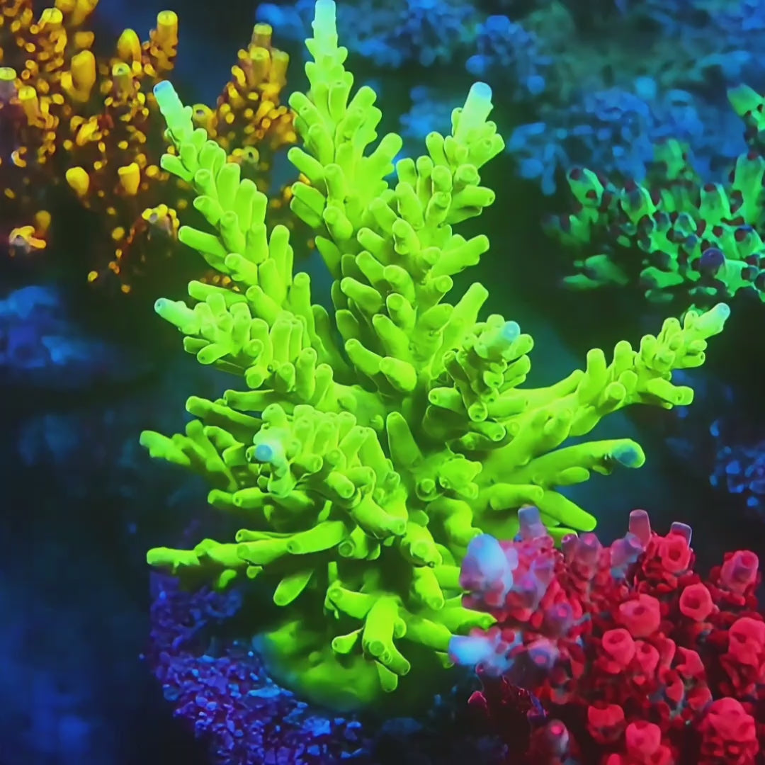 Green Turaki Acropora coral video