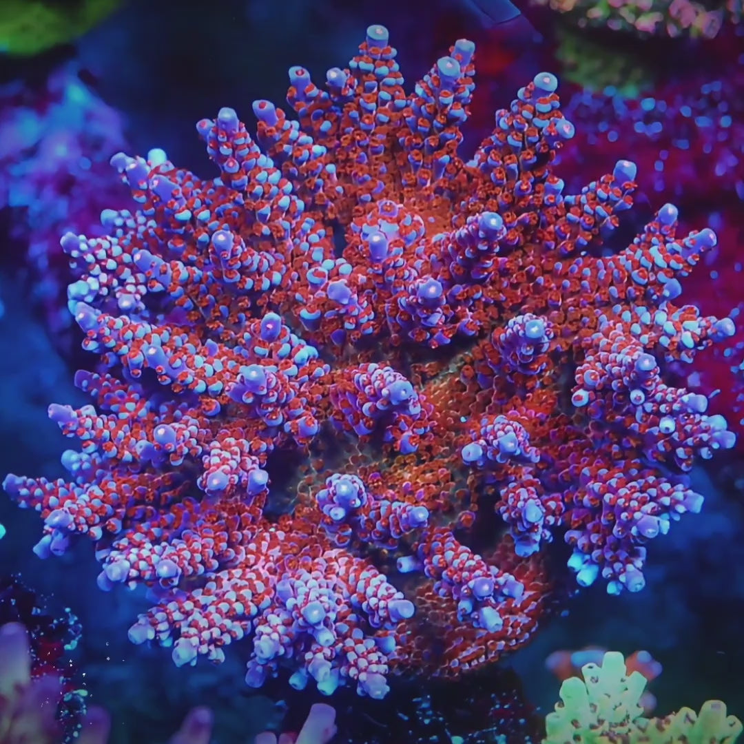 ARC Fireworks coral video