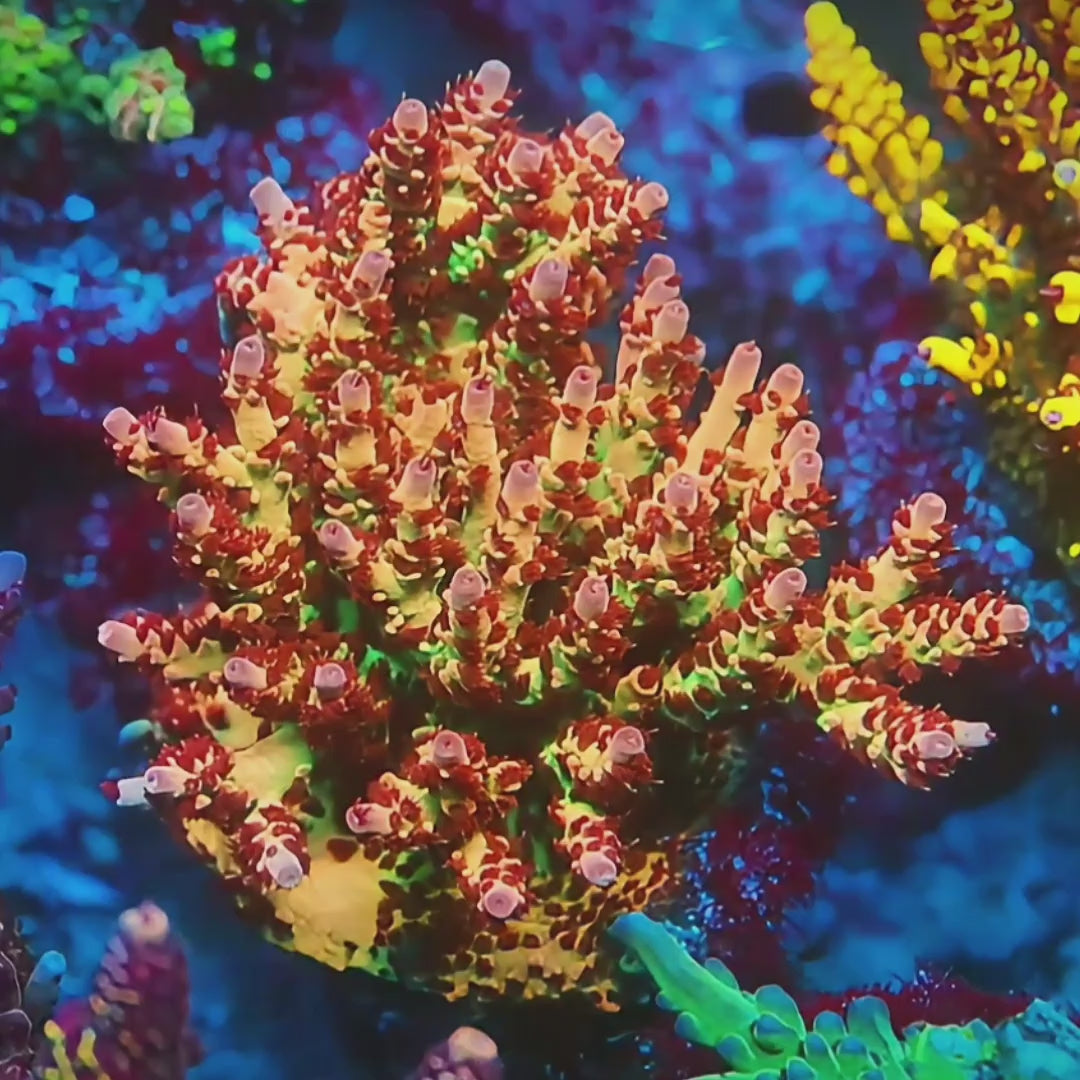 Hoochy Mama Acropora coral video