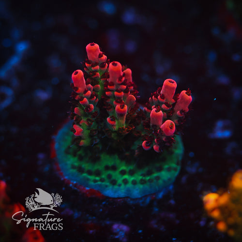 Prime WYSIWYG Frag 2