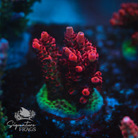 Frag 4