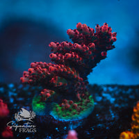 Frag 5