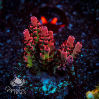 Frag 5