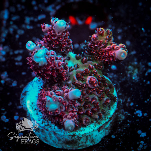 Princess Peach Acropora WYSIWYG frag 1