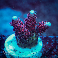 Frag 5