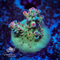 Frag 2
