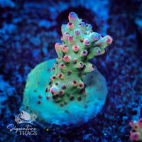 Frag 4